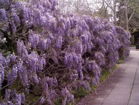 Glycine Sinensis (Bleu) Chinois 2 Grandes Semences - Lot de 2