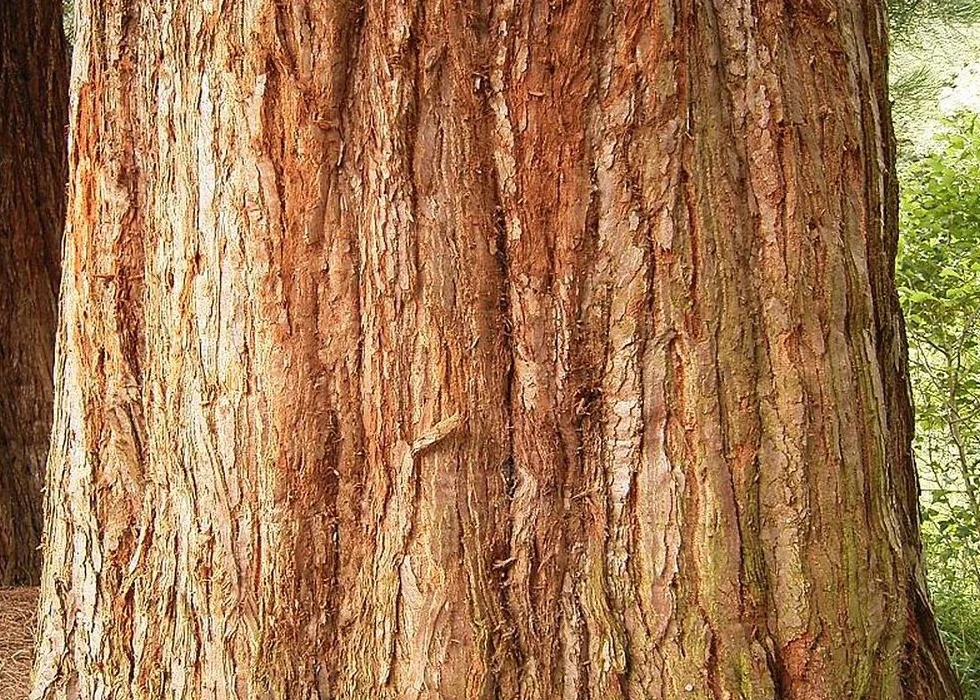 Sequoiadendron gigantea Séquoia géant 50 graines Avec substrat