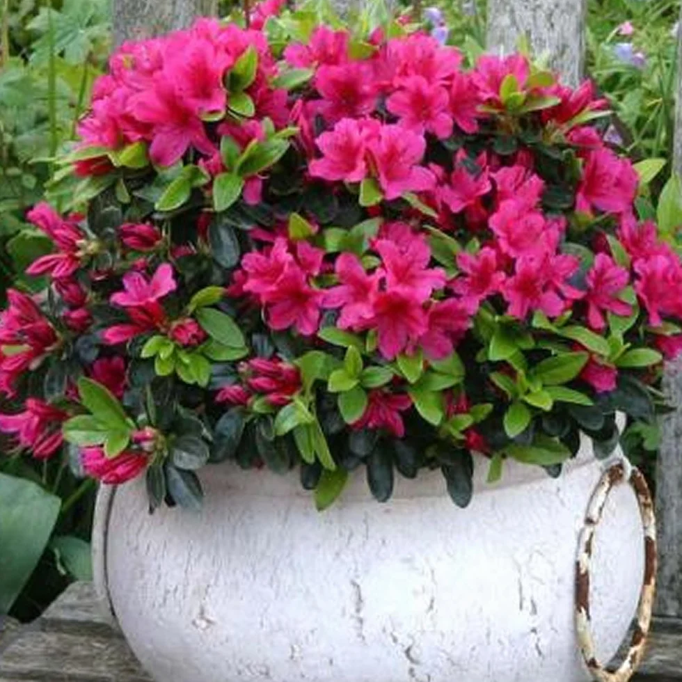 Azalée Rose GardenersDream Rhododendron Japonais Persistant - Plante Arbuste à Fleurs pour Jardin en Pot