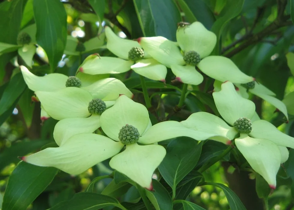 SAFLAX Kit cadeau Cornouiller du Japon 30 graines Cornus kousa var. chinensis