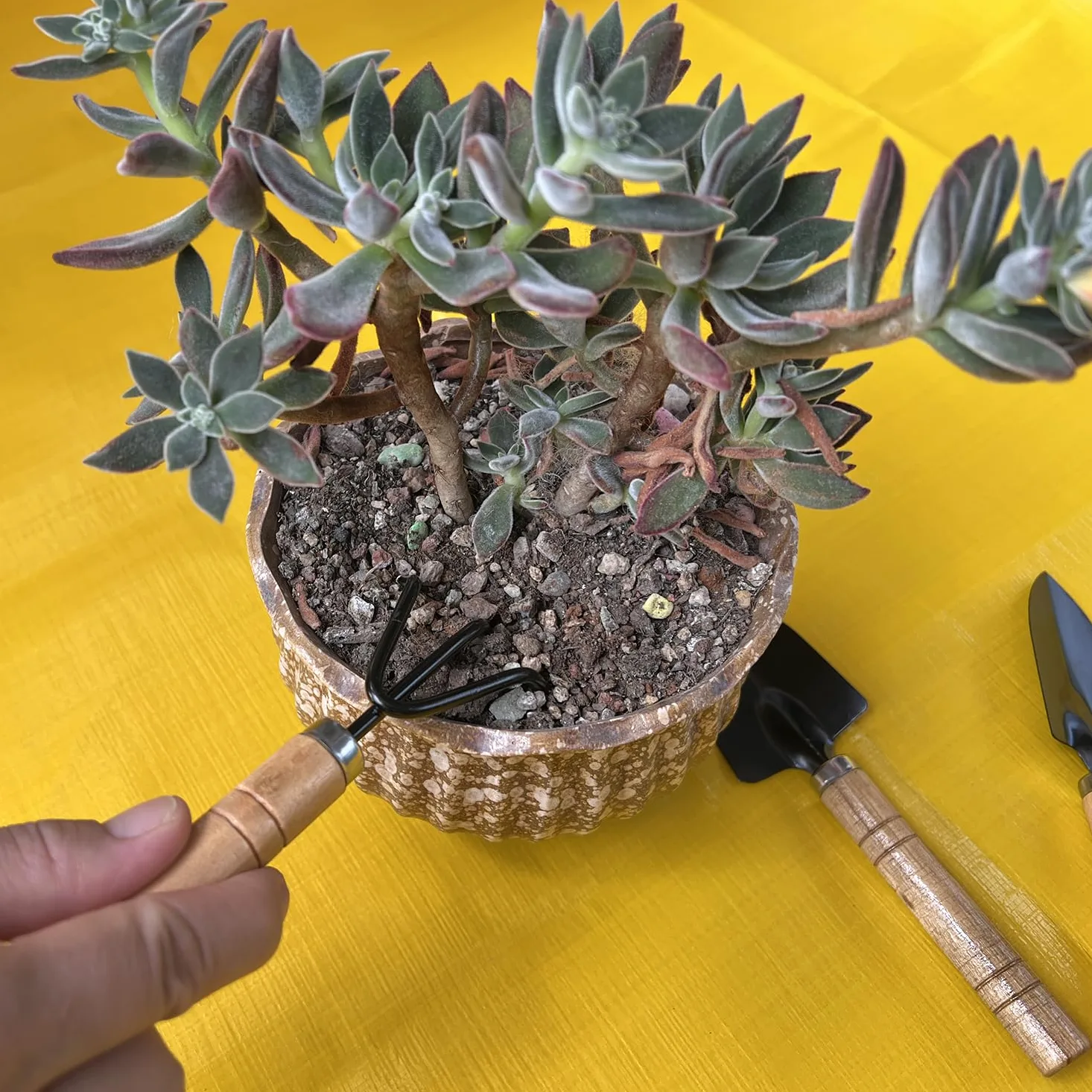 Mini outils de jardinage pour enfants – Kit d'outils de jardin 3 pièces avec pelle, truelle et râteau pour plantes grasses, plantes en pot, jardinage intérieur et extérieur
