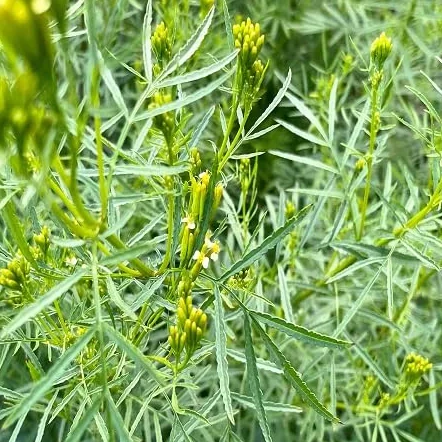 Graines de plantes Huacatay Menthe 100pcs