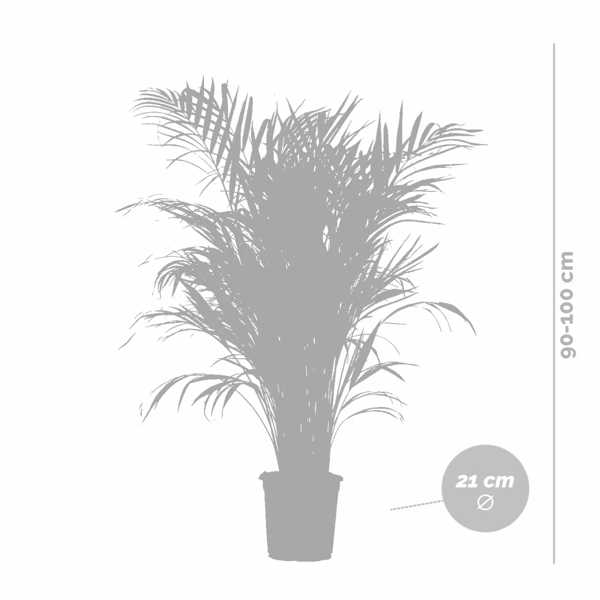 Dypsis Lutescens Palmier Areca Plante d'intérieur Dépolluante Hauteur 100-110 cm Panier en jute 21 cm