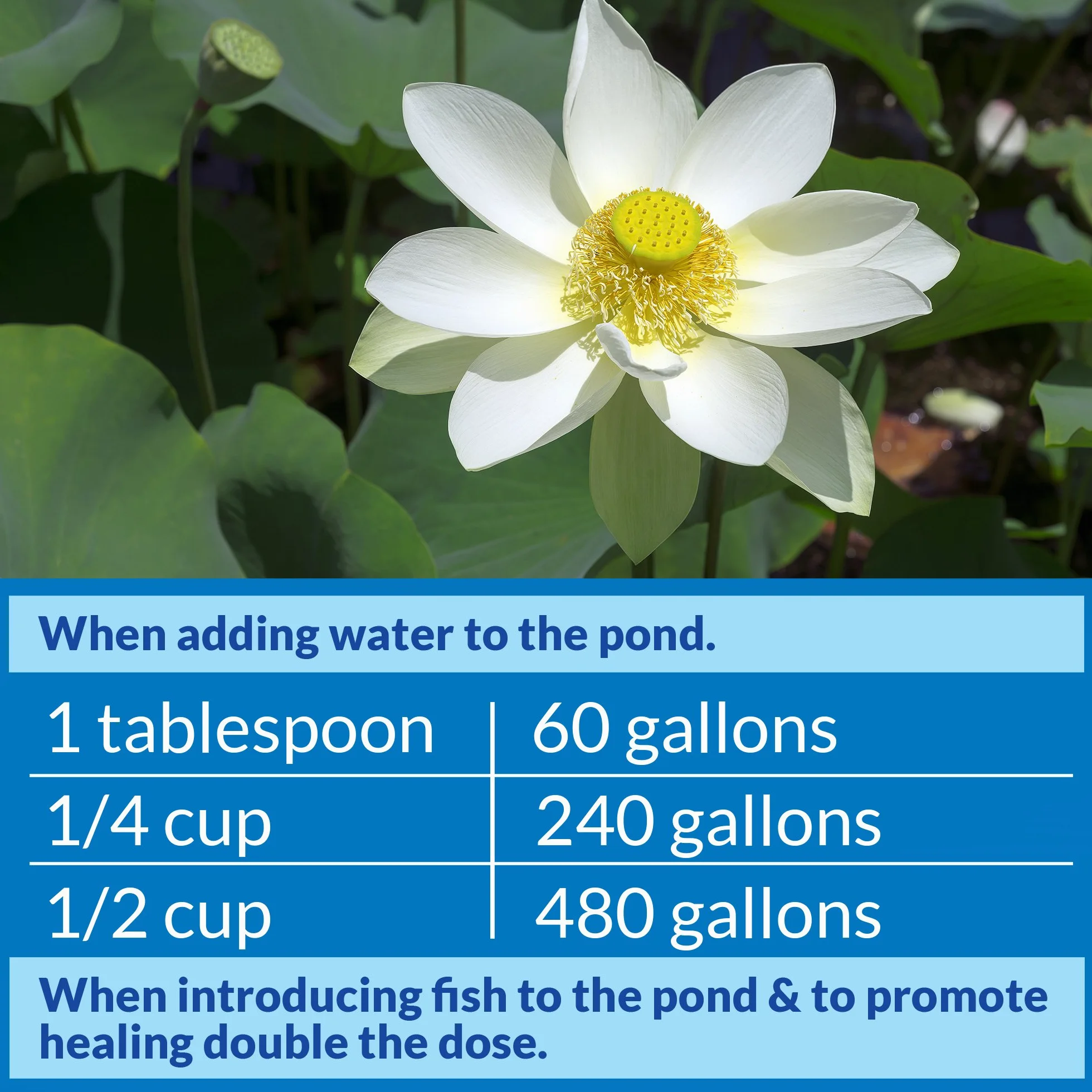 PondCare API Bassin Stress Coat Bassin Conditionneur d'eau