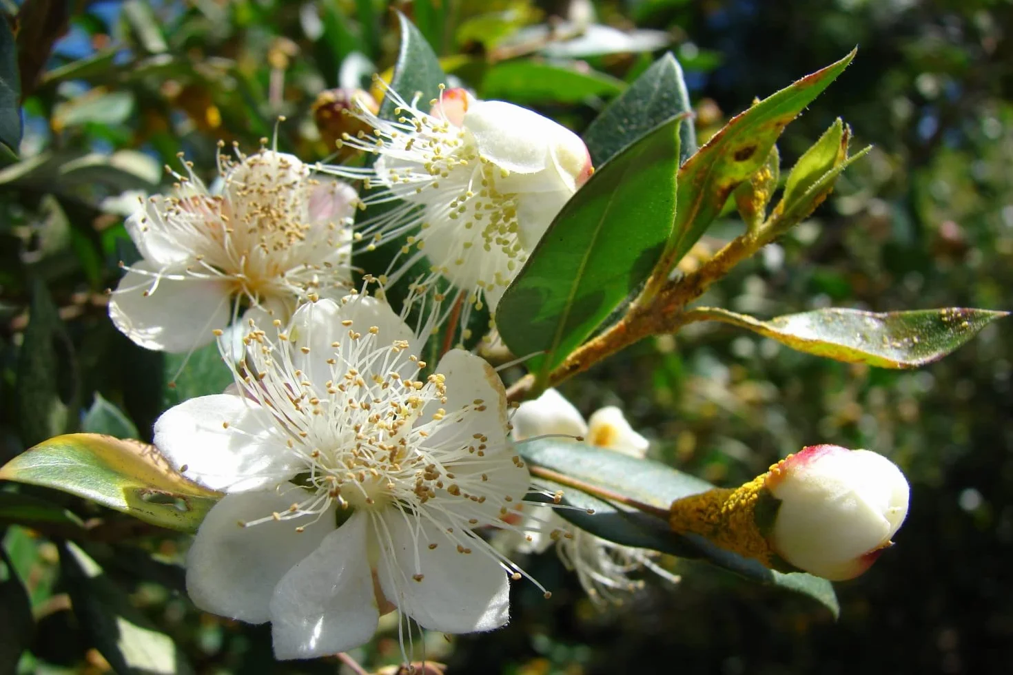 SAFLAX Myrte commun 30 graines Myrtus communis