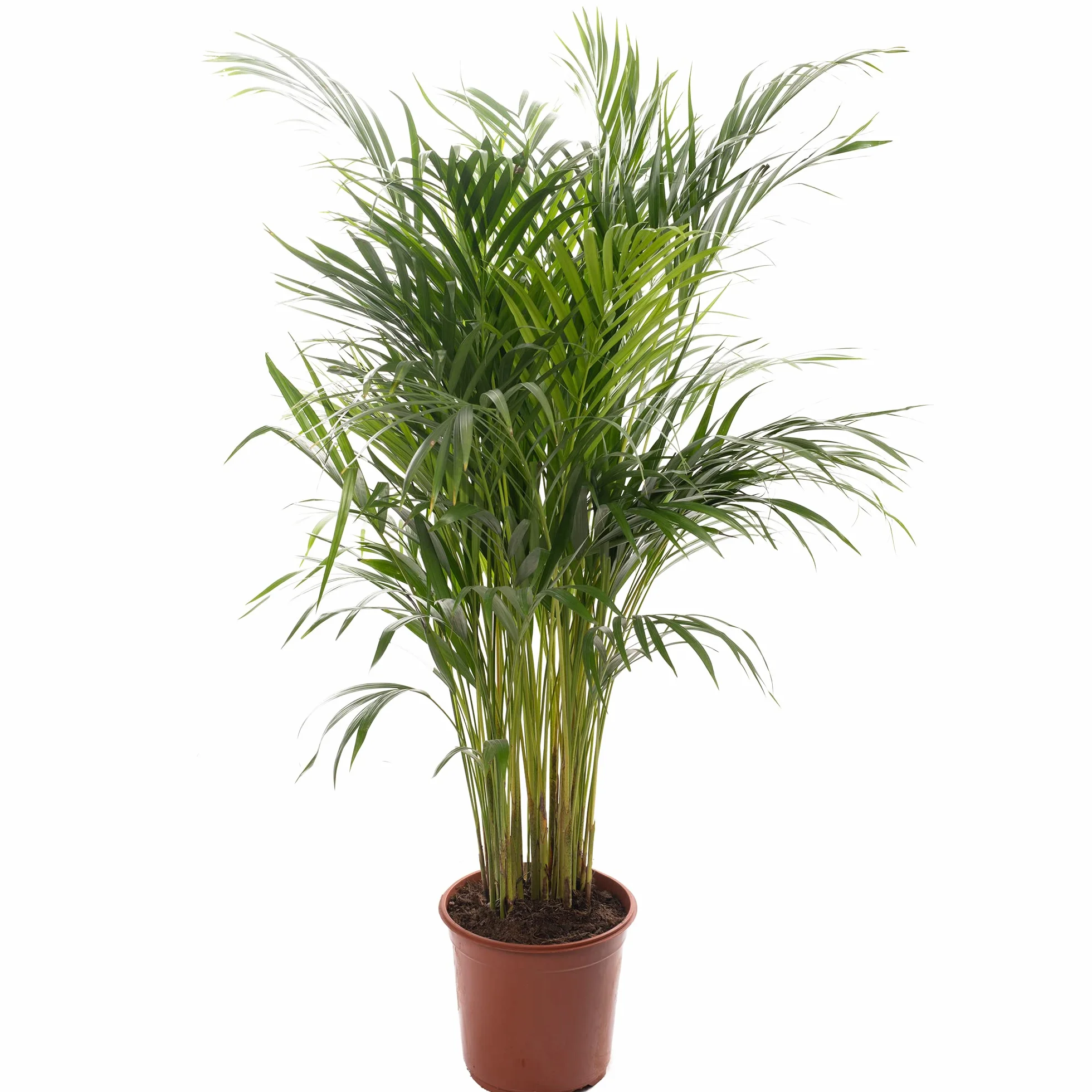 Areca Palme palmier à fruits dorés Plantes d'intérieur 80-90 cm pot