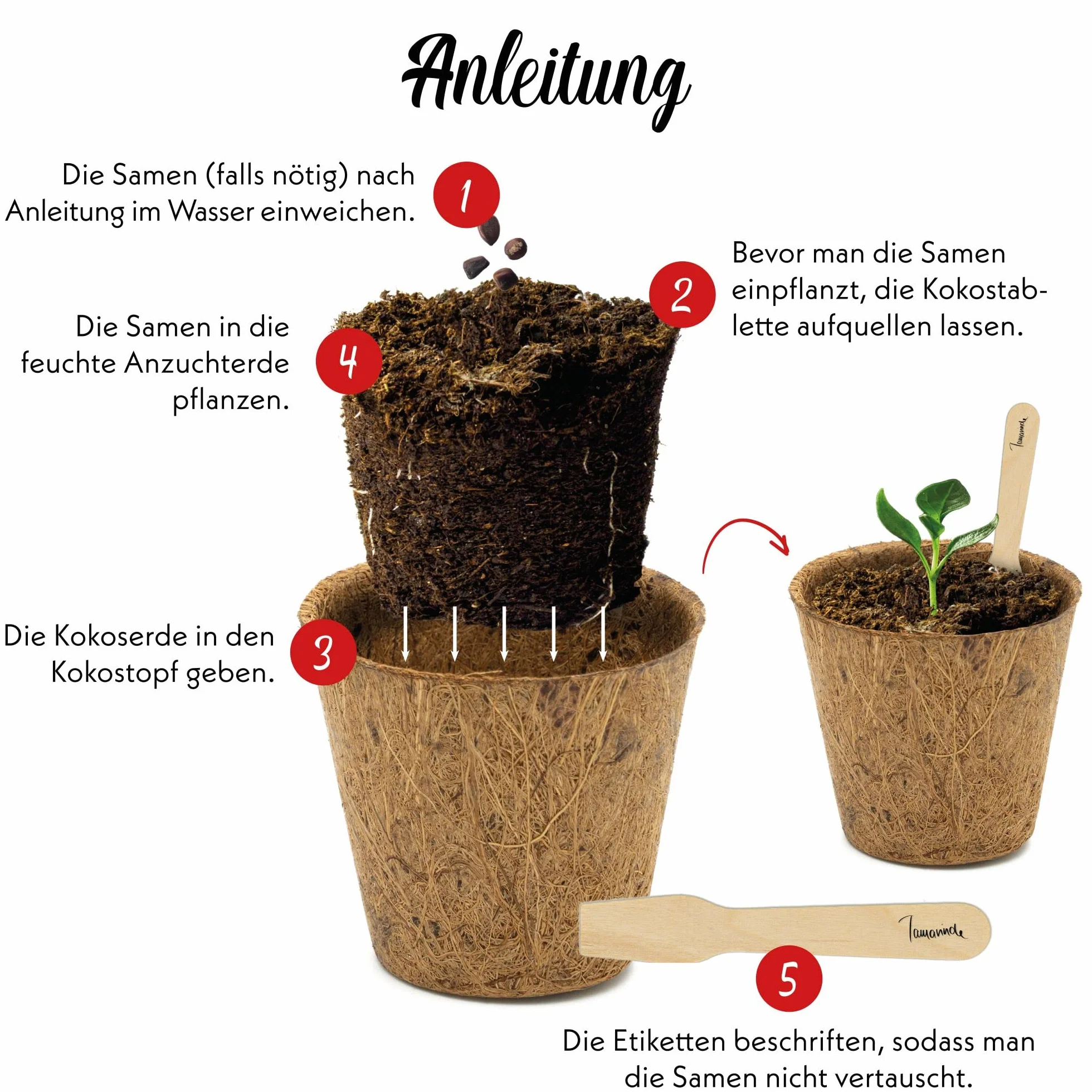 Bonsai Starter Kit - Bonzai set avec pots de noix de coco, graines et terre - Grenadier Nain + Tamarin