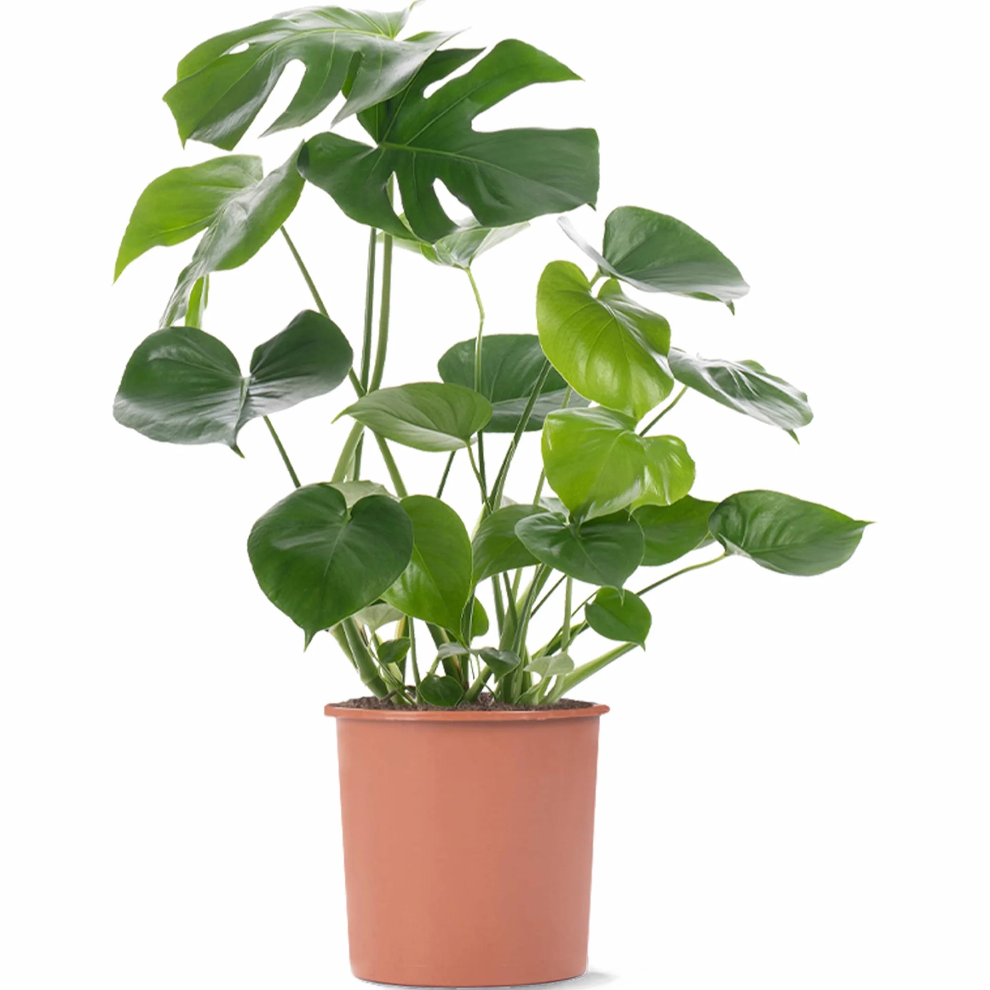 Monstera Deliciosa plante d'intérieur arbuste persistant en pot