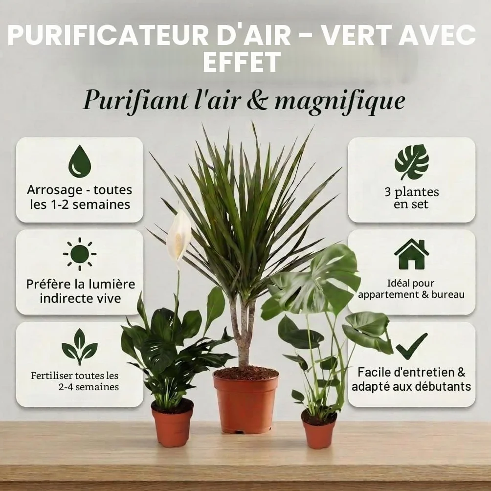 Lot de 3 purificateurs d'air Monstera, Spathiphyllum, Dracaena Ø 40-70 cm