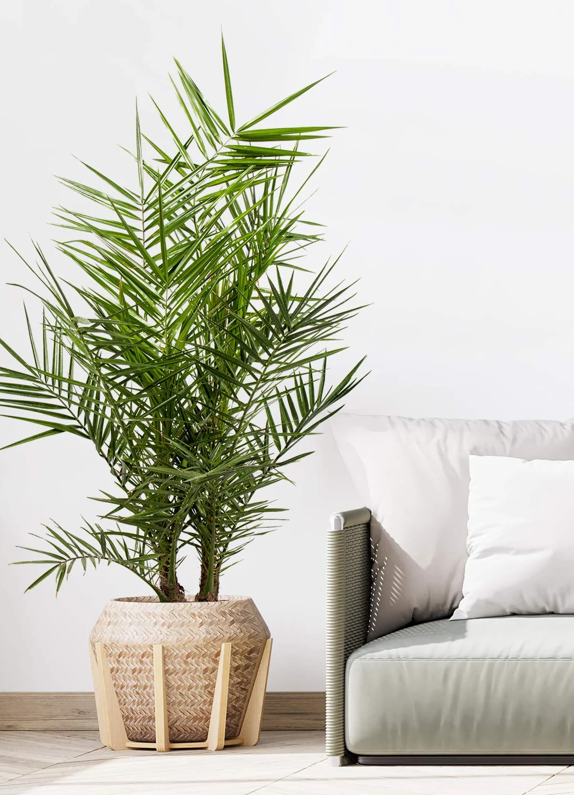 Palmier des Canaries Phoenix Canariensis 80-100 cm Pot 19 cm