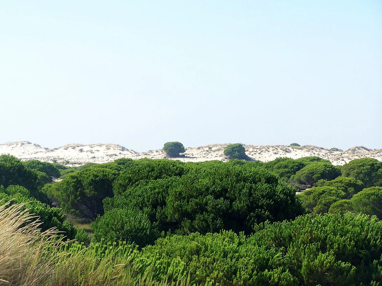 Graines de Pin Parasol (Pinus Pinea) - Conifère Méditerranéen - Pignons Comestibles