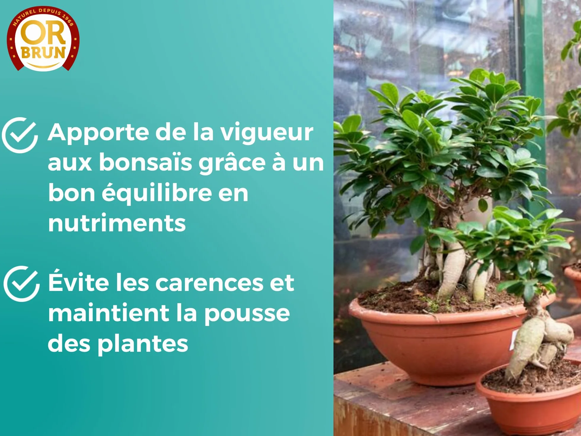 Engrais Bonsaïs 250ml OBRECLBONSAI250 Fabriqué En France Agriculture Biologique