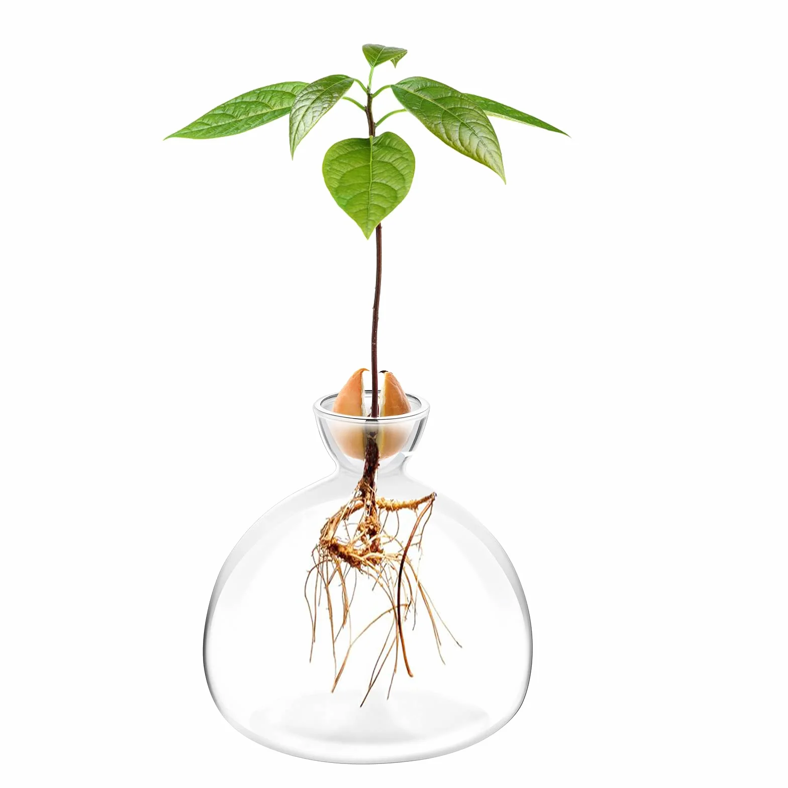 Kit de Culture d'Avocat Vases en Verre - Démarrage de Graines d'Avocat - Cadeaux de Jardinage