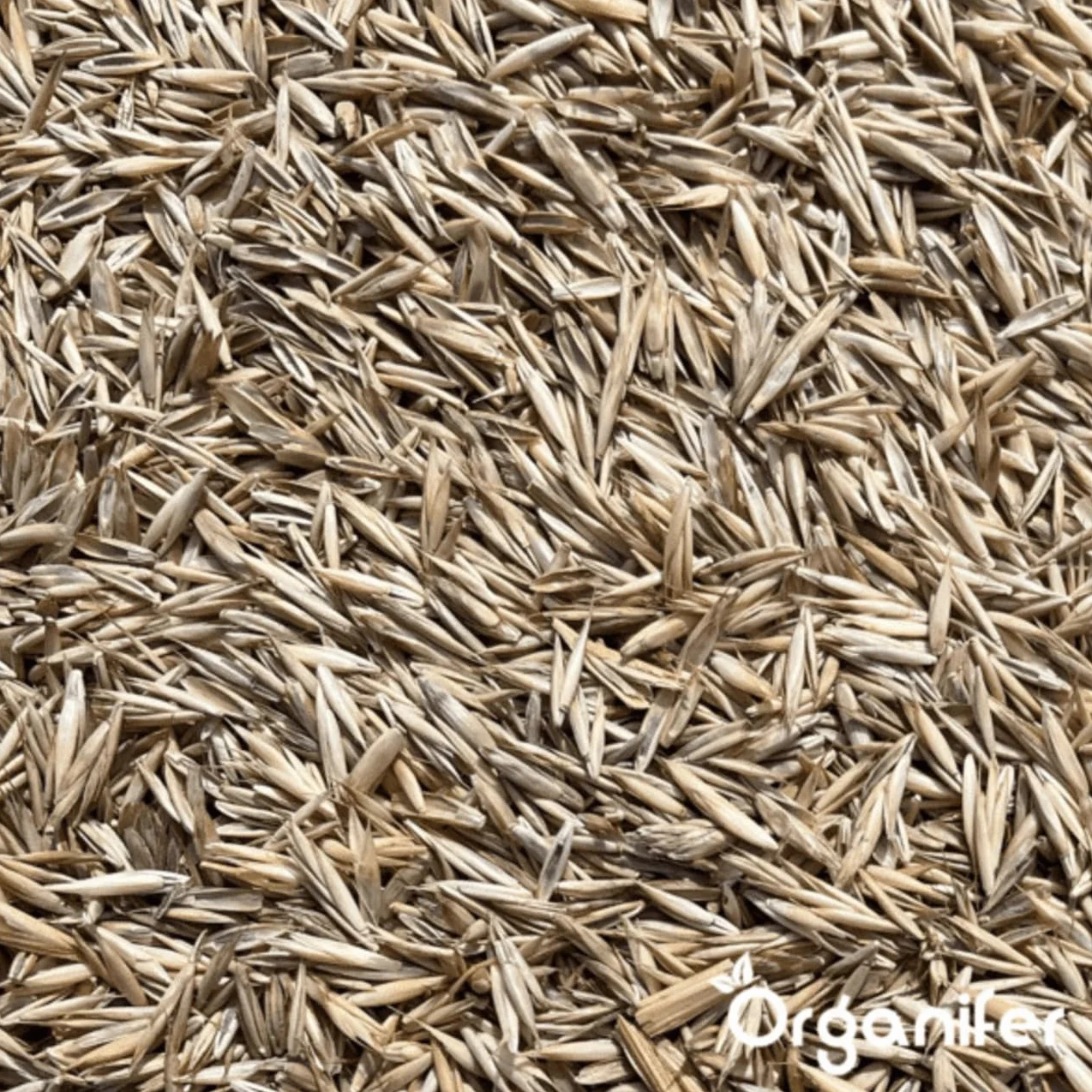Organifer Graines De Gazon À Germination Rapide 1 Kg 50 M2 Pelouses Sportives