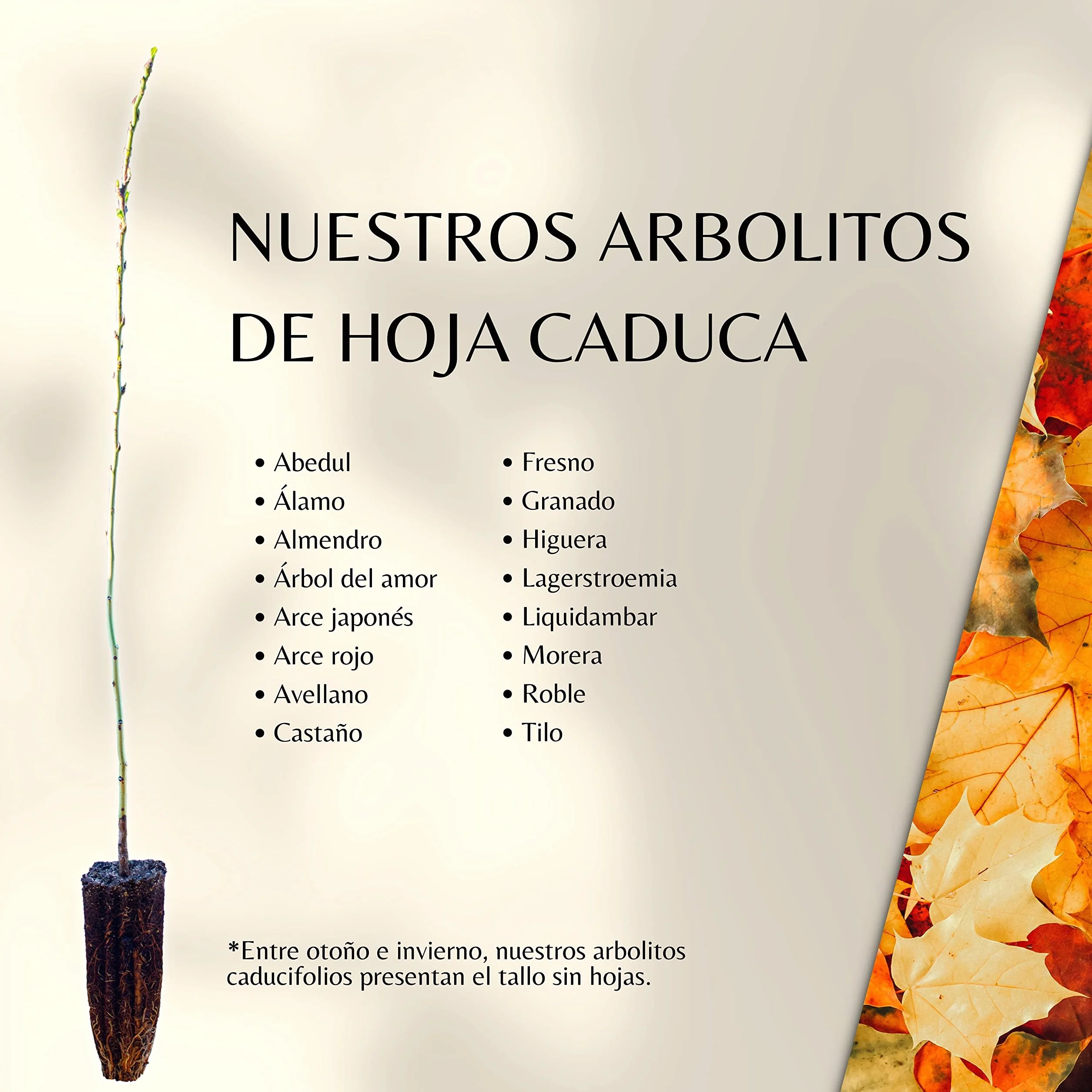 Lagerstroemia Indica Arbre de Jupiter Jeune Pousse 30 cm 1 Unité