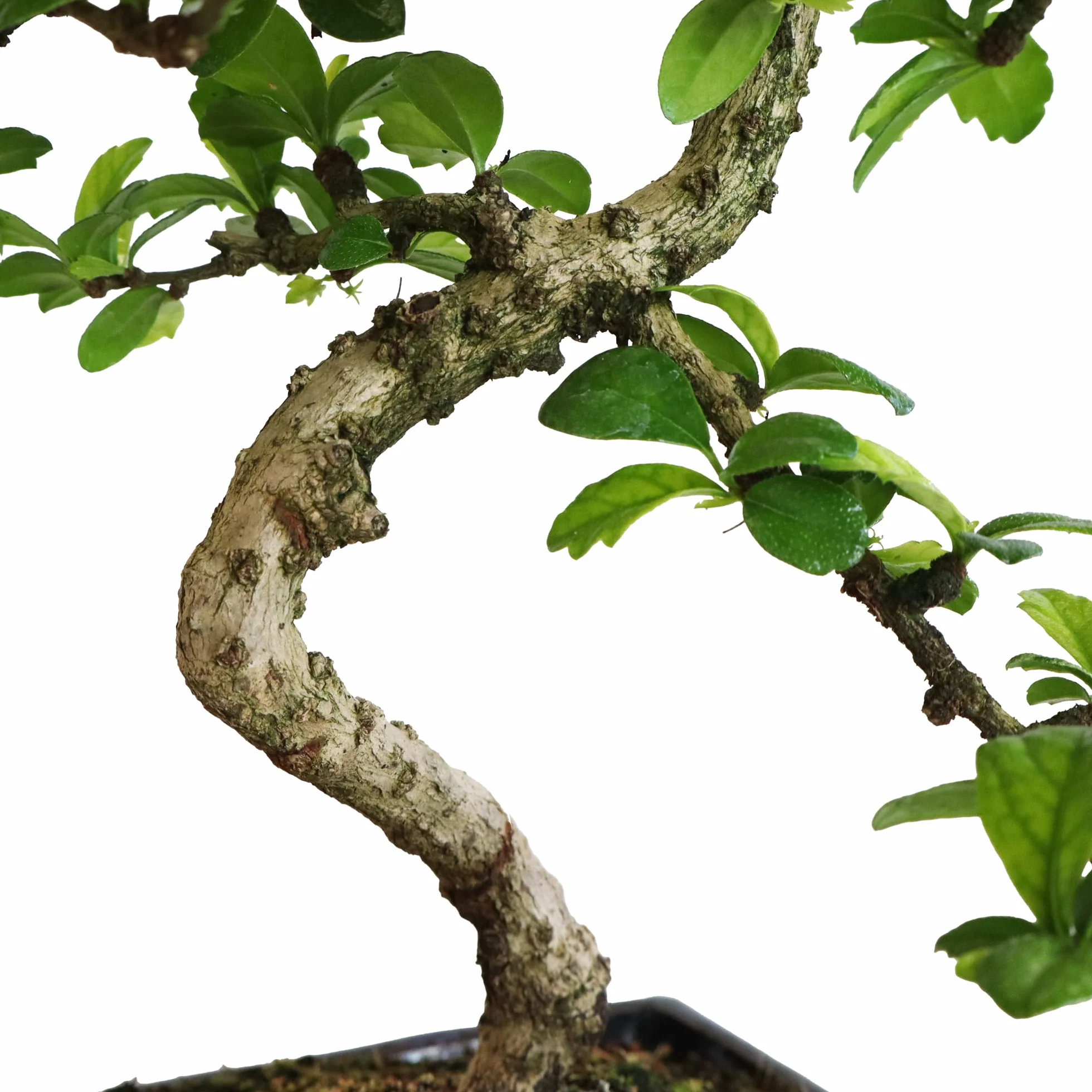 KENTIS Carmona Bonsai Fukien Tea Thé coréen H 35-45 cm Pot Ø 20 cm