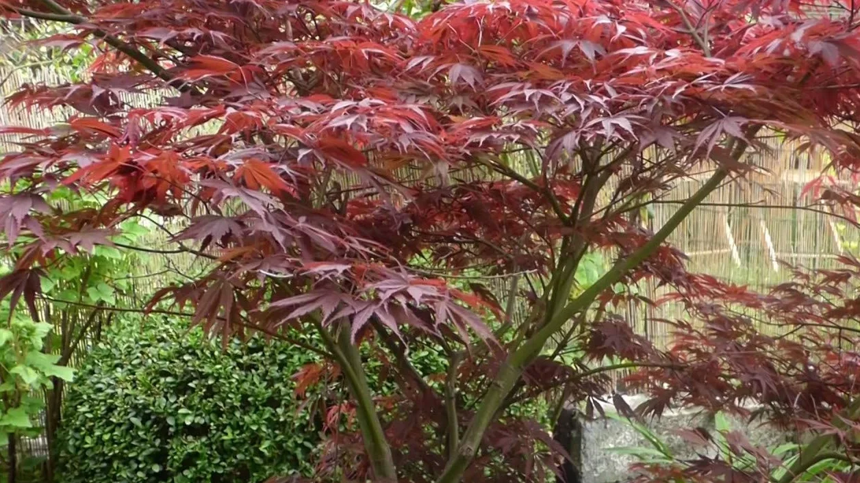 Graines d'érable japonais pourpre Acer palmatum Atropurpureum 30