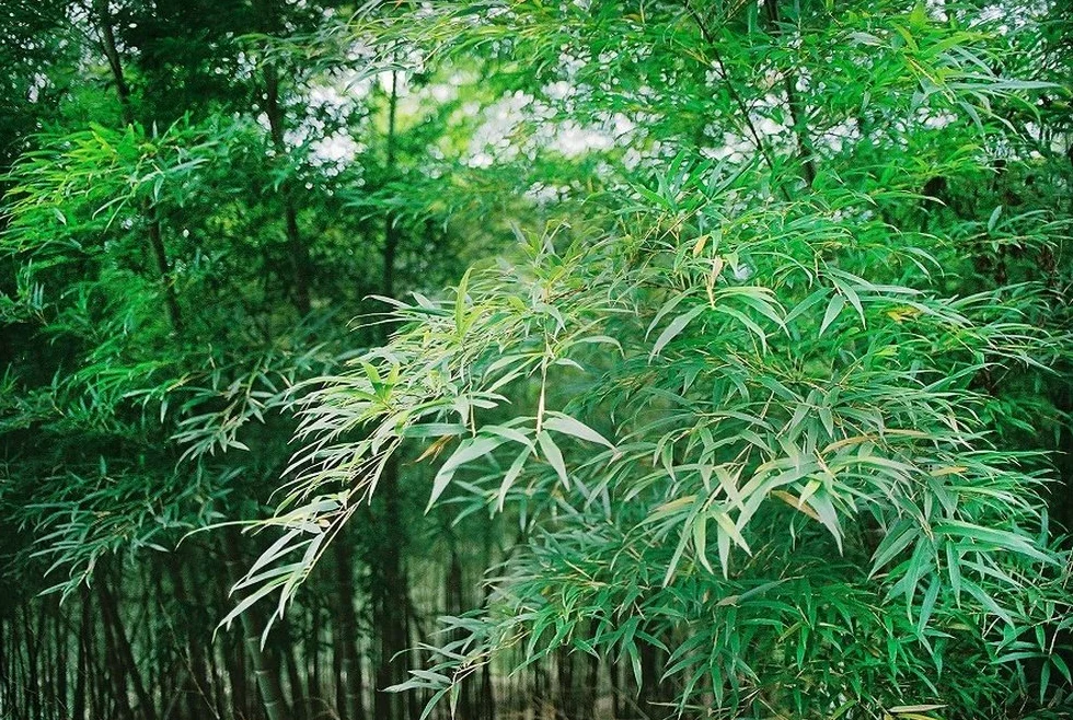 Bambou Moso - Phyllostachys pubescens - 20 graines
