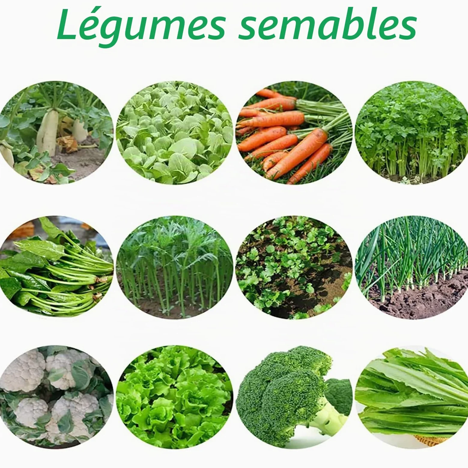 Semoir semoir de précision semoir en rangée, semoir manuel, épandeurs de jardin, semoir de jardin à poussée manuelle, plantes de chanvre, persil, chou, radis, etc. for petits jardins(Single row)