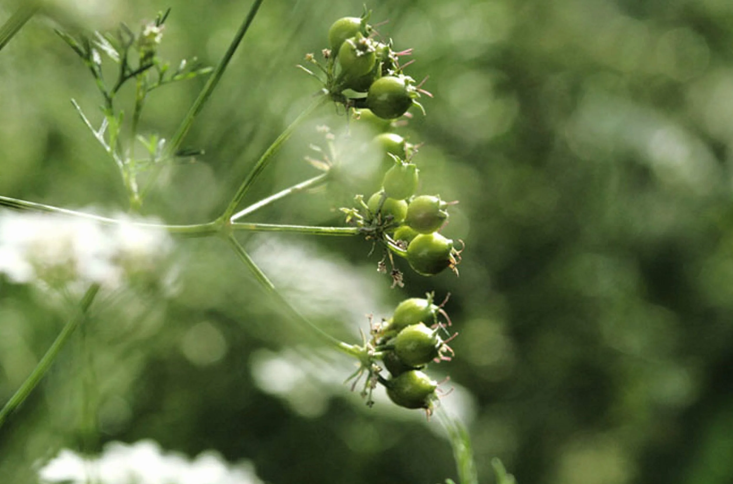 SemiSauvage Graines de Coriandre 300 - plantes aromatiques semences reproductibles