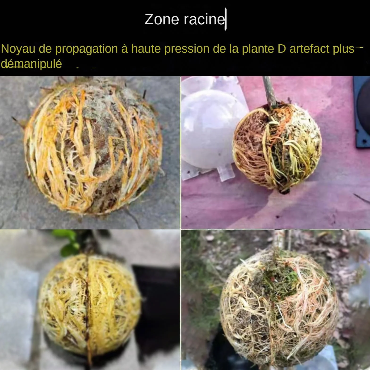 Boule de Propagation des Racines Usine Boîte de Greffe 10 Pièces