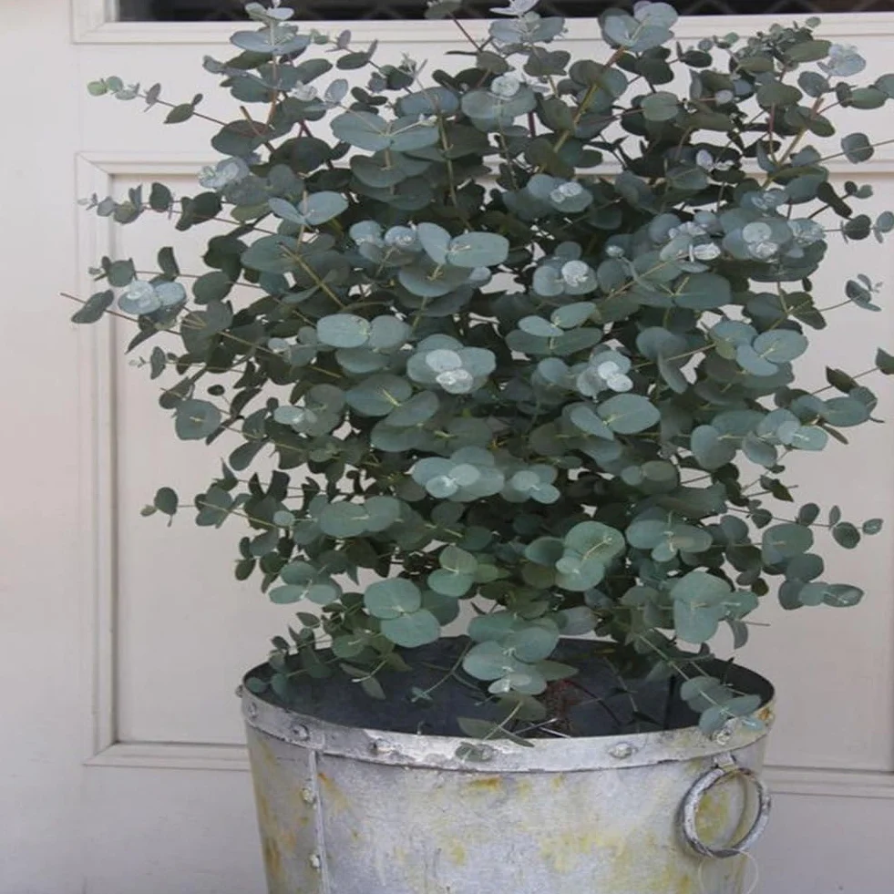 Eucalyptus Arbre Graines, 30 Graines Bonsaï Plante Aromathérapie Décoration Maison