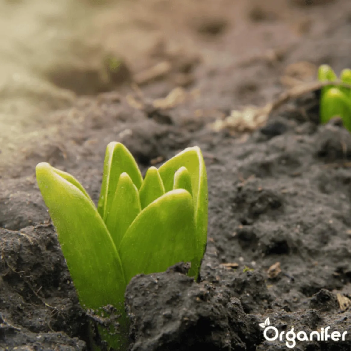 Engrais Liquide Pour La Phase De Croissance - 500ml = 250L | Engrais De Culture Spécial Pour Une Croissance Forte Des Plantes - Apport Rapide De Nutriments - Organifer