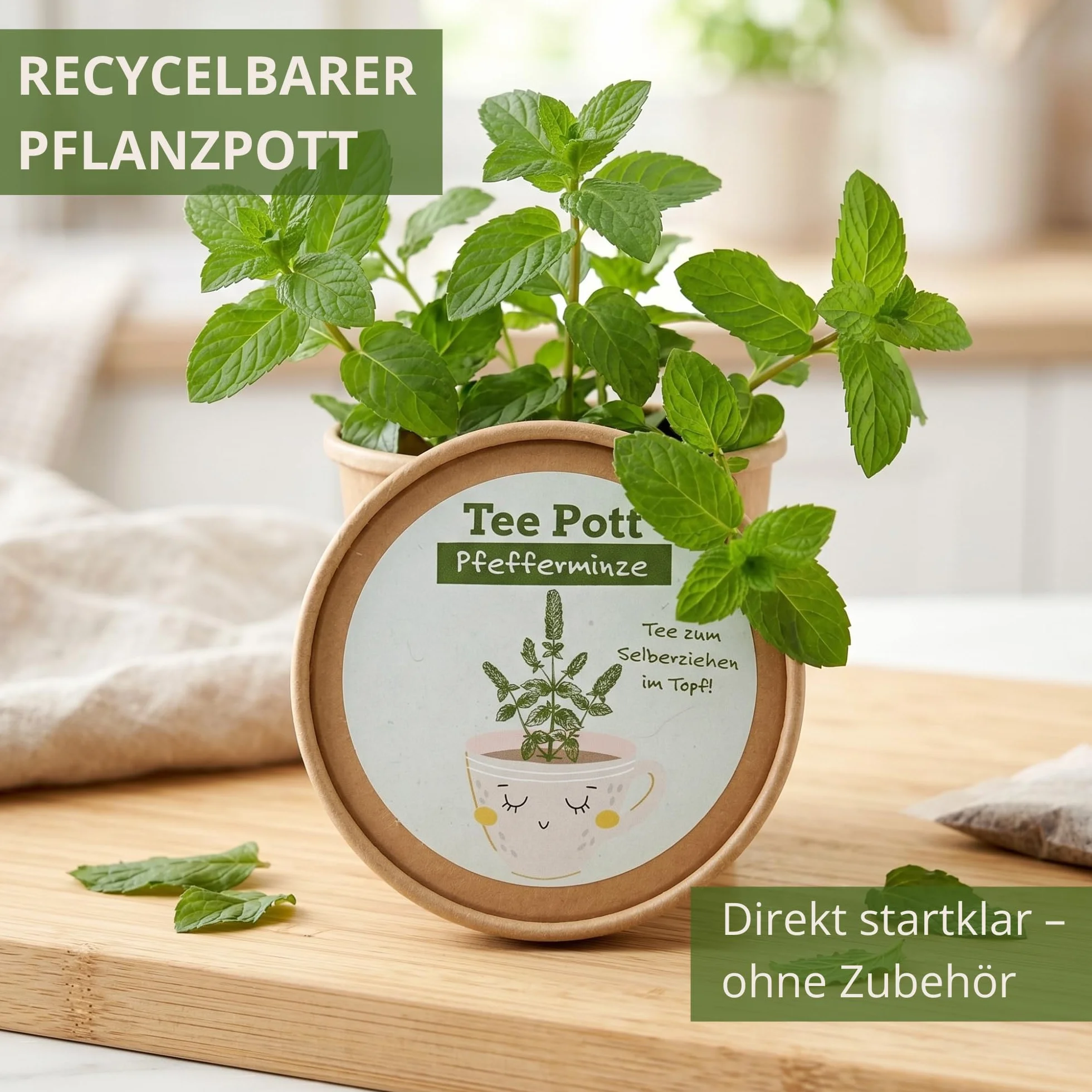 Kit de culture de menthe poivrée avec graines et terre pour rebord de fenêtre