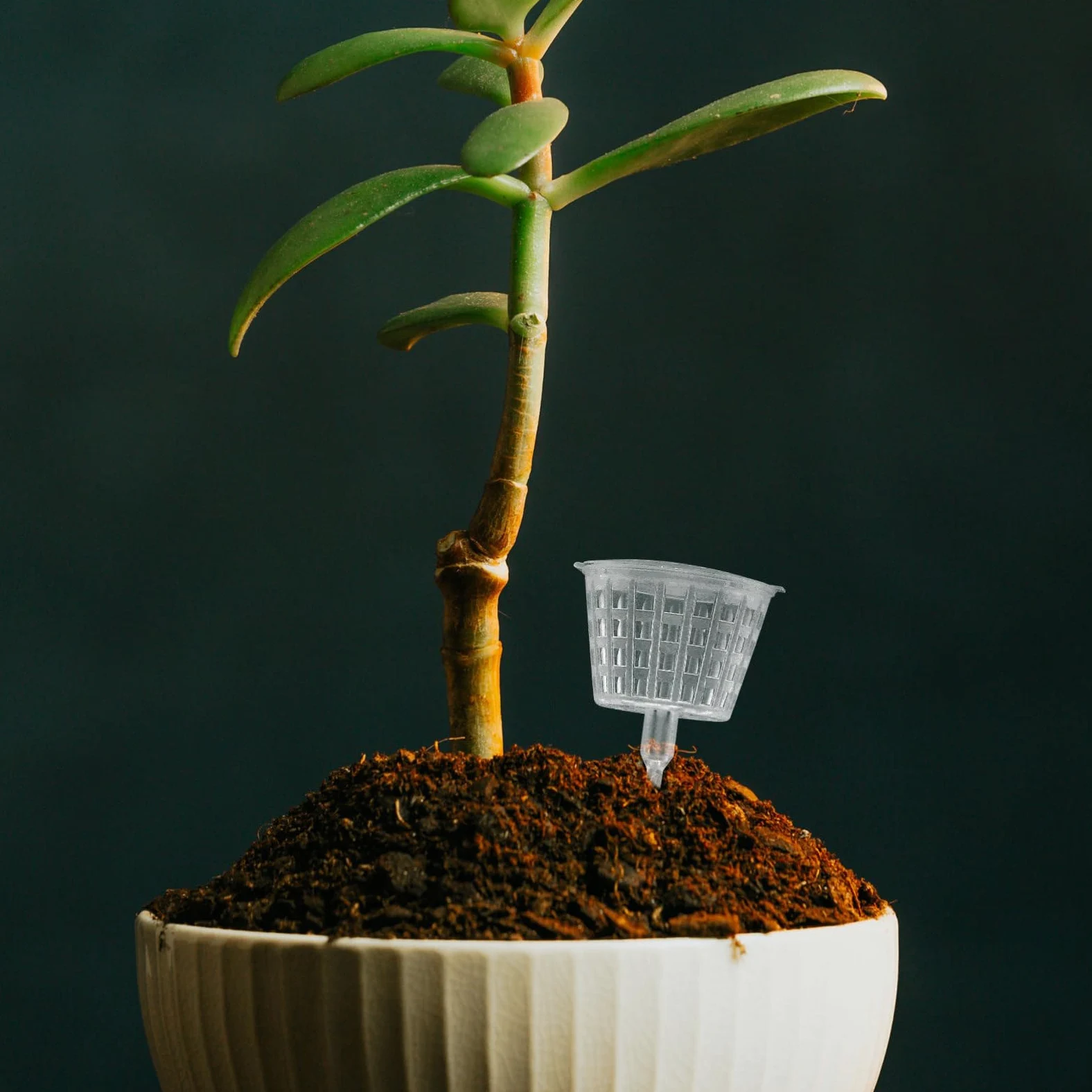 Boîte à Engrais en Plastique pour Bonsaï, 15 Pièces, Blanc | Panier à Couvercle pour Fertilisant, Usage Plantation et Bonsaï, Réutilisable, Limite les Pertes