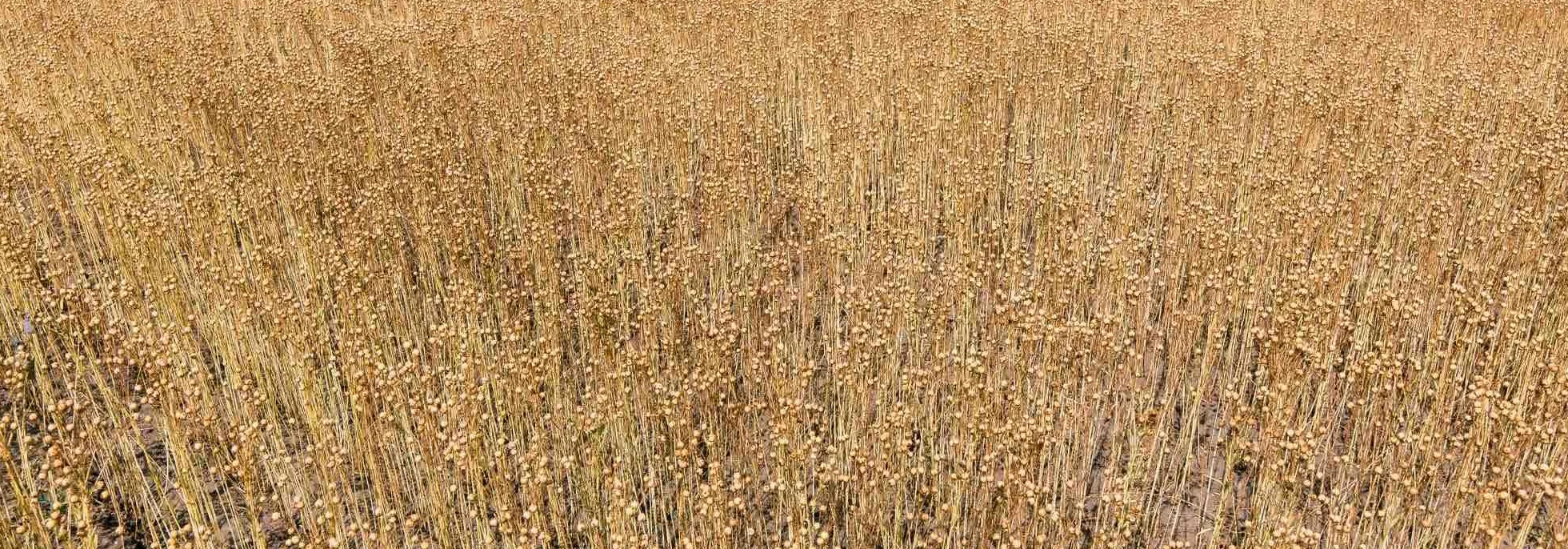 HYDROPLANETE Paillis de Lin 12kg 120L Naturel sans Graine Anti Mauvaises Herbes Rétention Eau Thermorégulation pH Neutre Potager