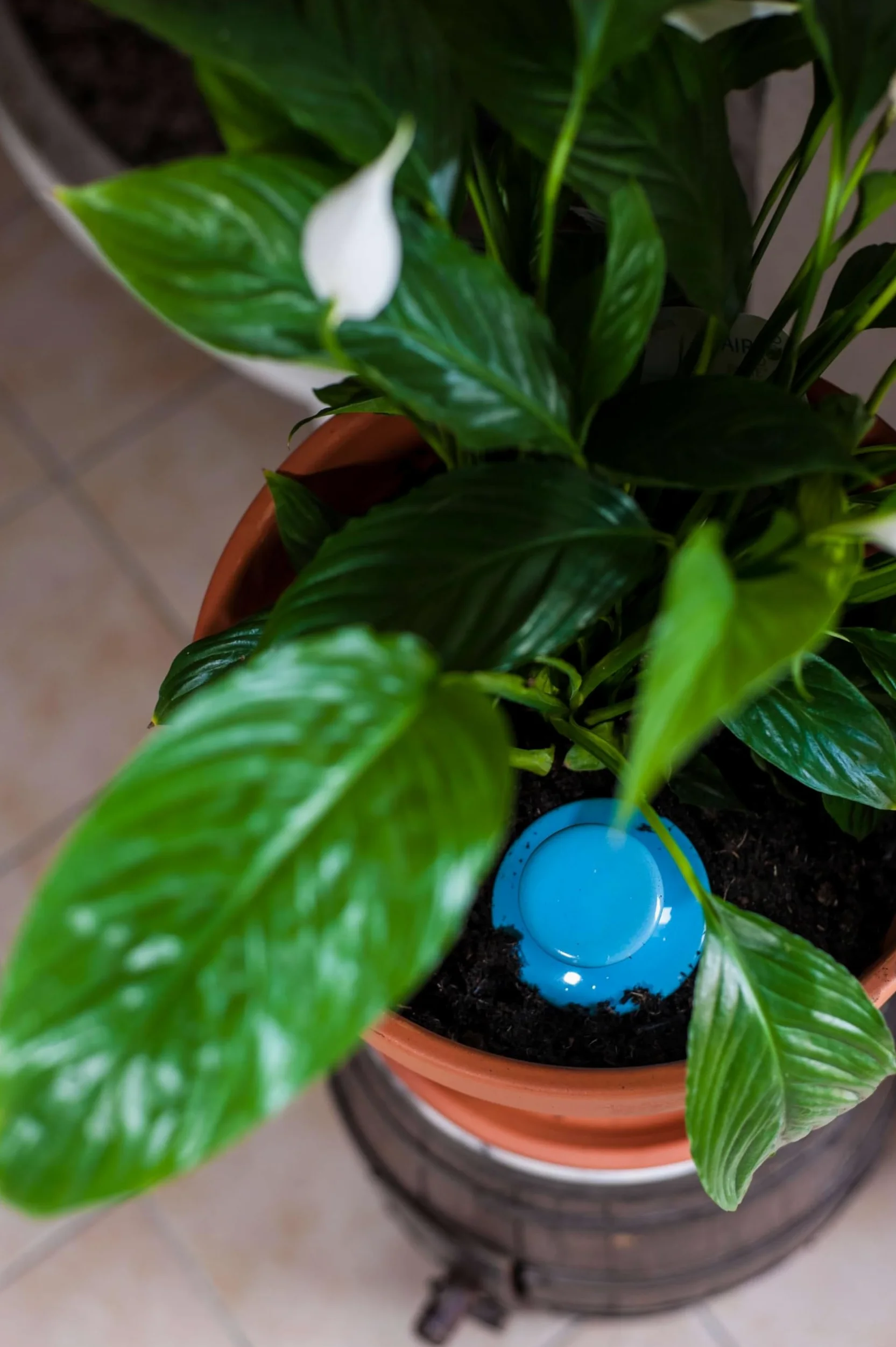 3 oyas à enterrer de 500 ml en couleur avec leur couvercle - ollas pour arroser tous type de plante d'intérieur et extérieur (Bleu)