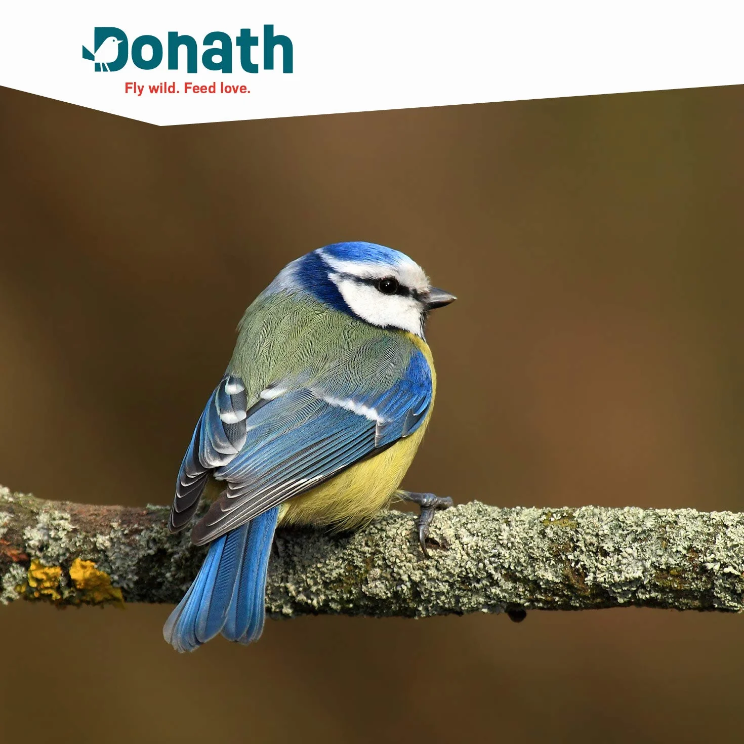 Donath Boîte à Énergie Oiseaux Sauvages Nourriture 360 g