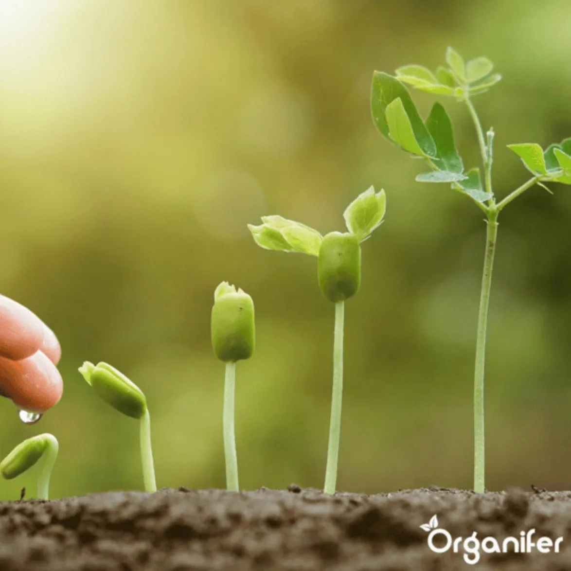 Engrais Liquide Pour La Phase De Croissance - 500ml = 250L | Engrais De Culture Spécial Pour Une Croissance Forte Des Plantes - Apport Rapide De Nutriments - Organifer