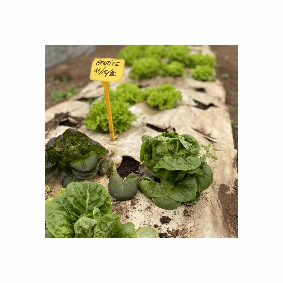 Toile de paillage Agricole 0.4 x 100m Autodégradable 2en1 Engrais et Anti Mauvaises Herbes 100% Cellulose