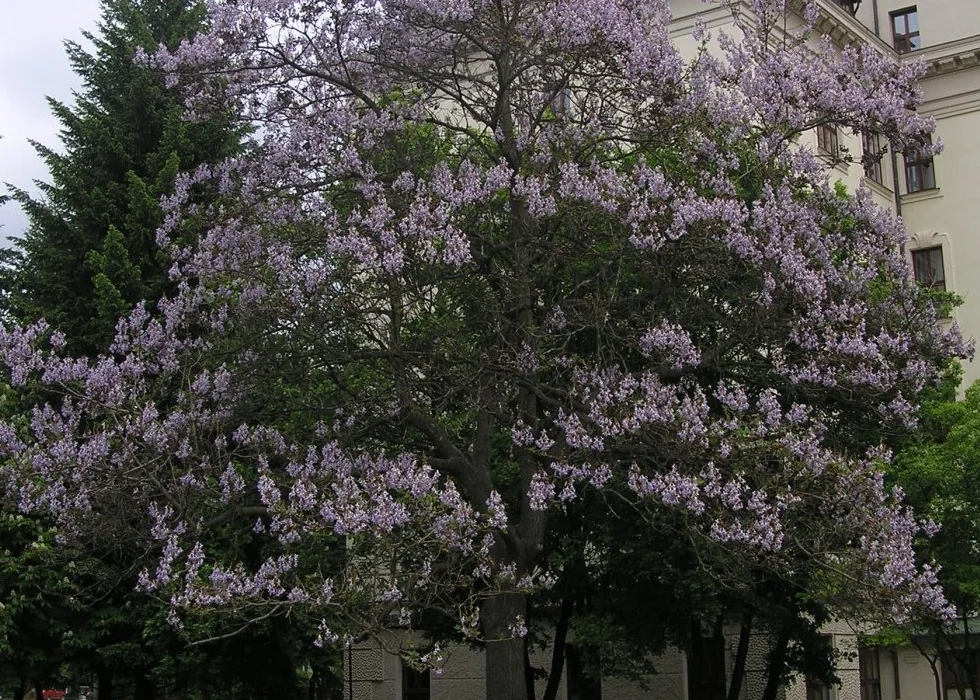 SAFLAX Arbre impérial Paulownia tomentosa 200 graines