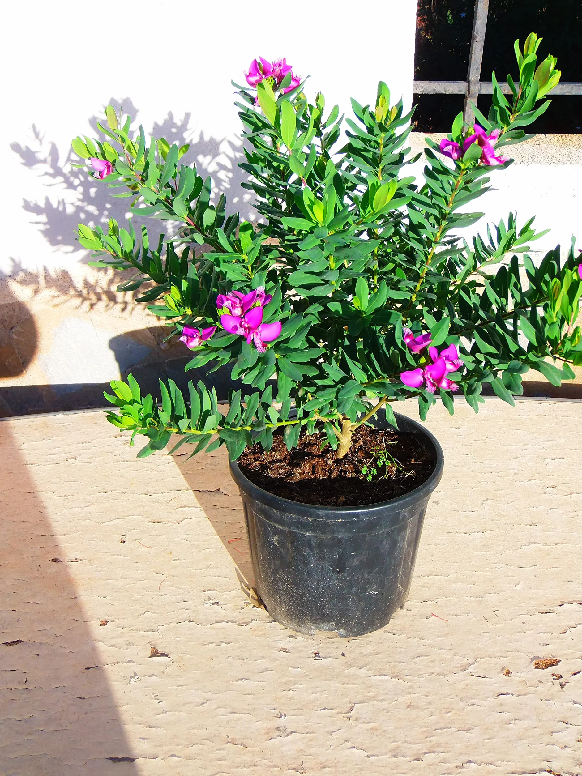 Fleur de croix Polygala myrtifolia - duży krzew