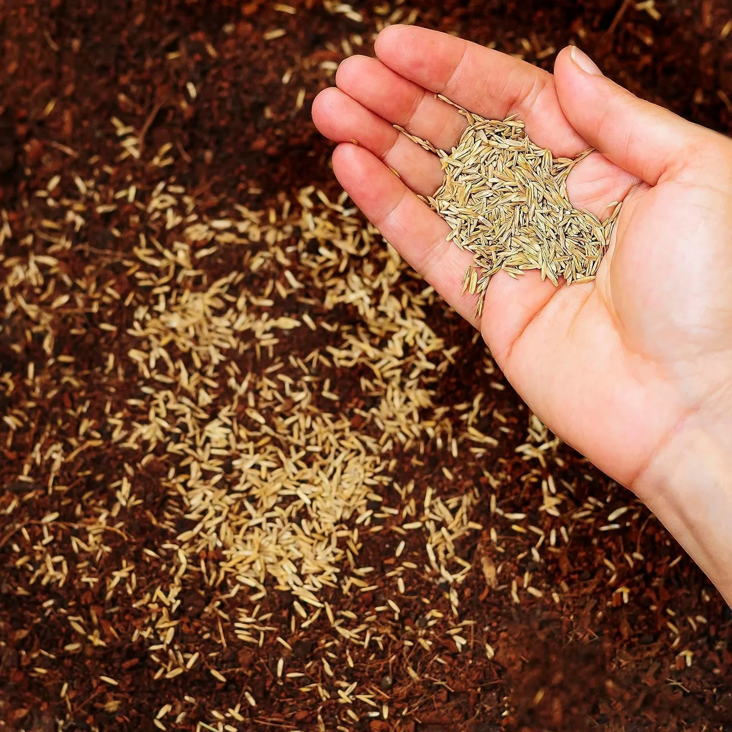R&R SHOP Semences Pelouse Festuca Arundinacea Résistantes Longue Durée 500g