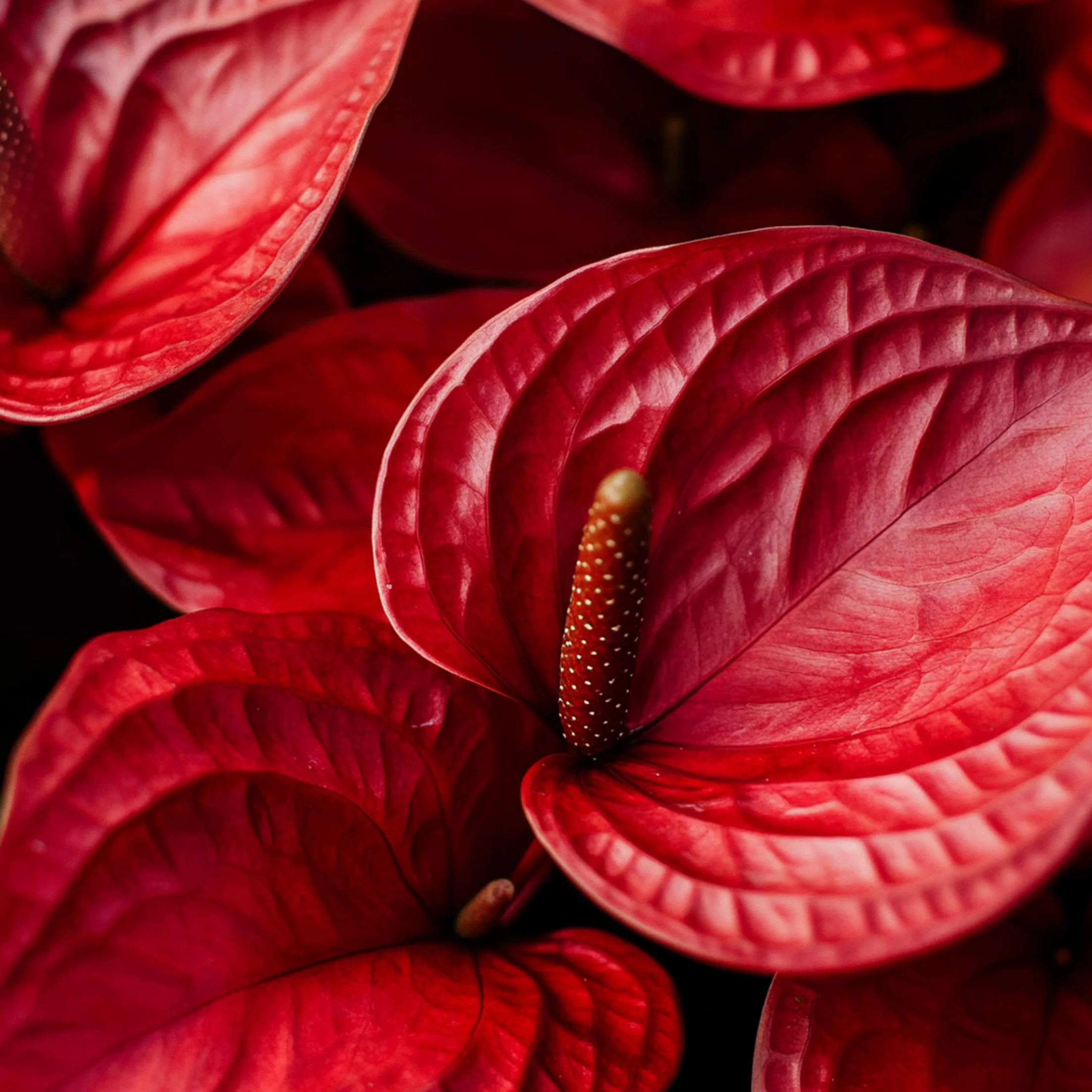 Anthurium 'Royal Champion' Roślina doniczkowa kwitnąca Czerwony 35-45cm 12cm