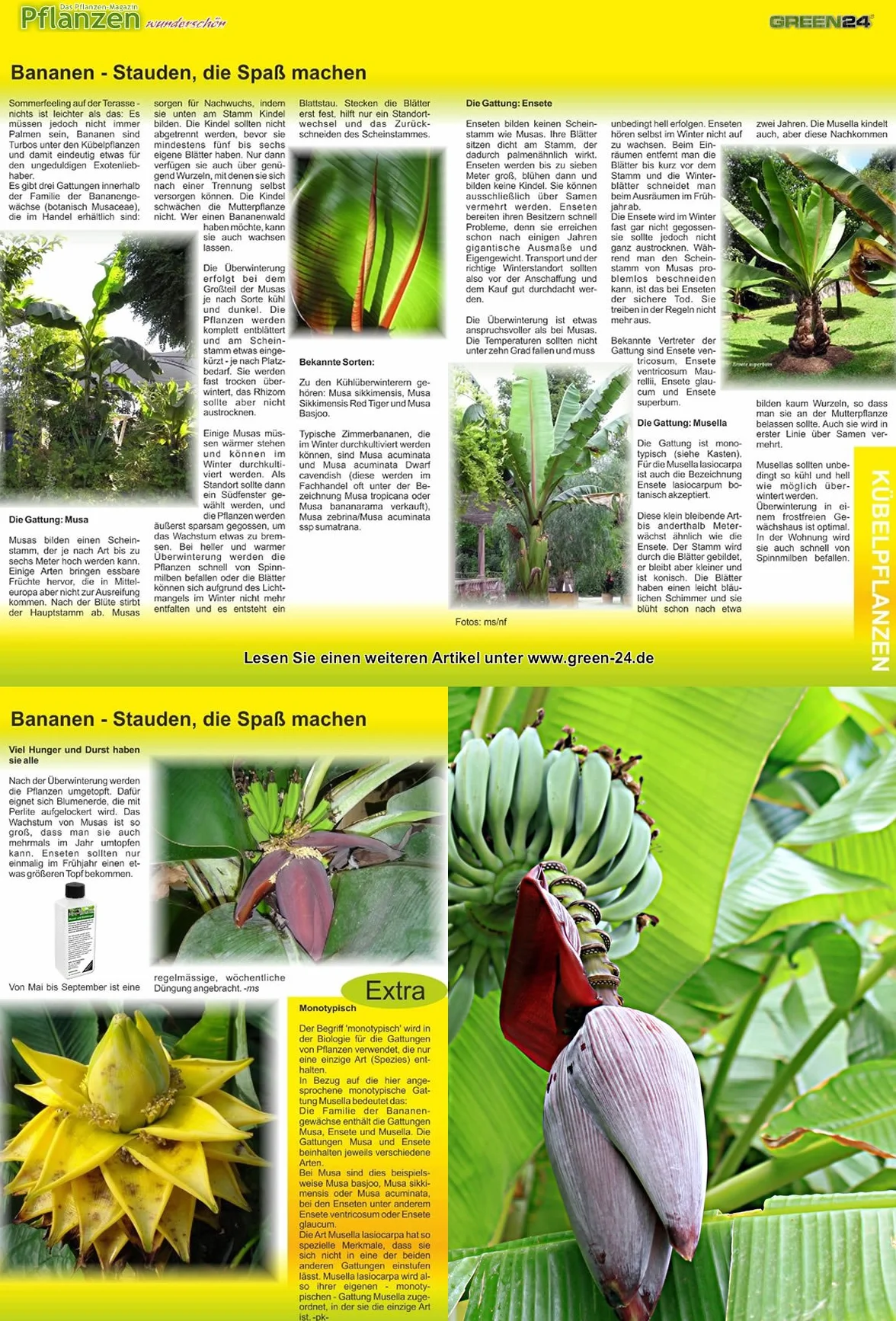 Green24 Engrais pour bananes Musa Haute technologie