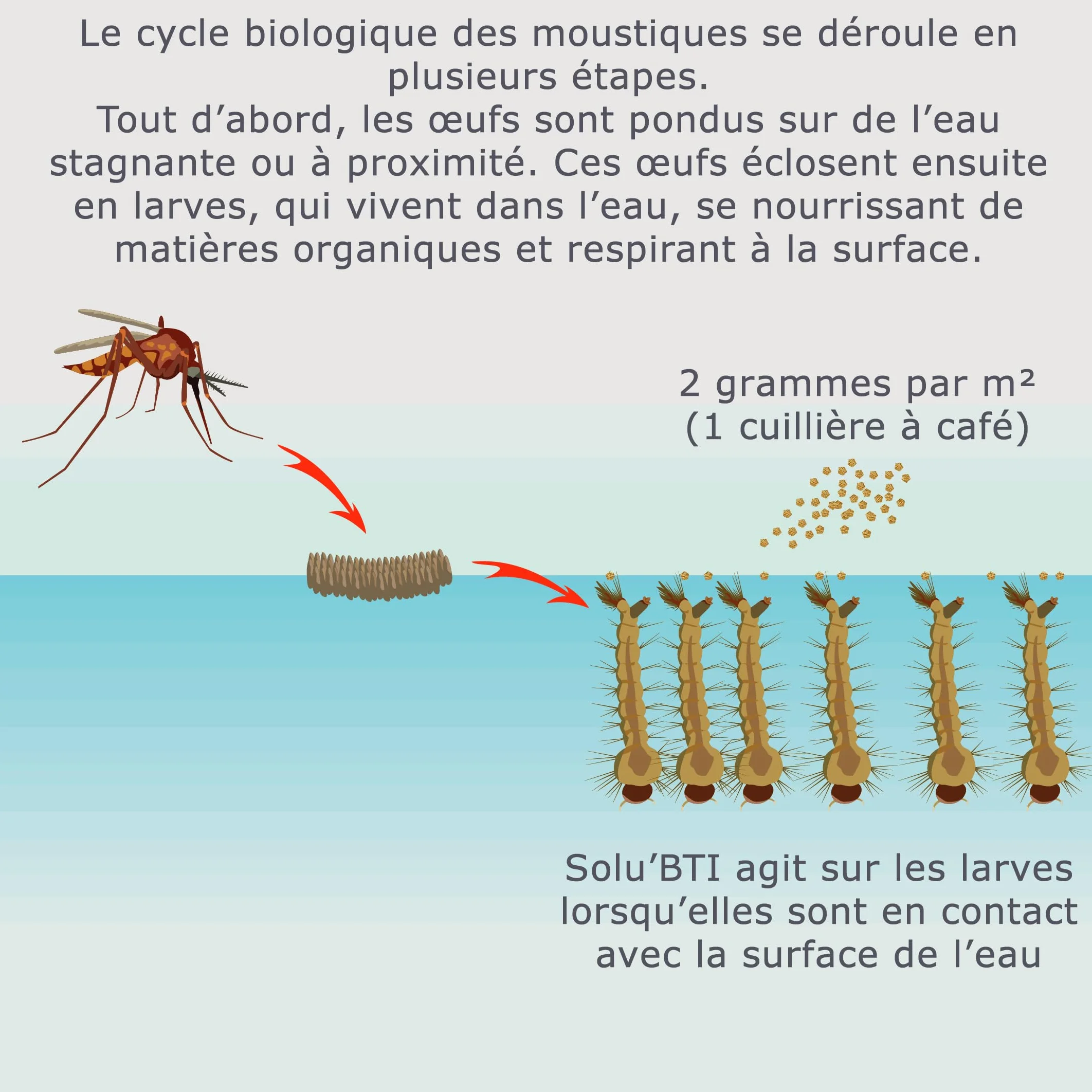 Moustiques Larvicide Biologique BTI Bacillus Thuringiensis 200 gr