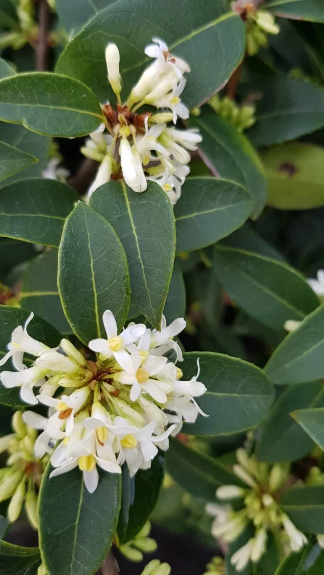 Osmanthus x burkwoodii Osmanthe de Burkwood 3-4 litres