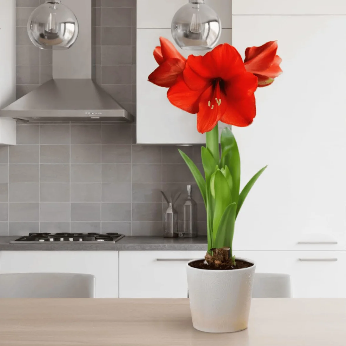 Amaryllis Bulbe Red Passion - Hippeastrum - 1 pièce - Bulbes à fleurs grand format 26/30 - Naturelle plantes de Hollande