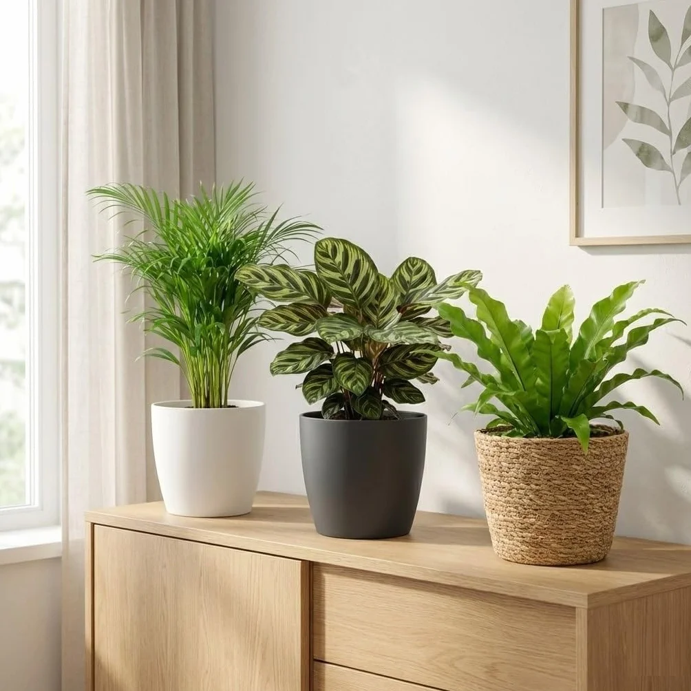 Set Plantes Dépolluantes 6 Pièces avec Pots Décoratifs Anthracite Ø12 cm Hauteur 30-40 cm