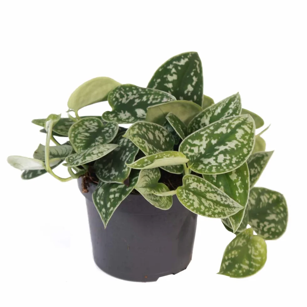 Scindapsus pictus argyraeus 12 cm pot Ivy