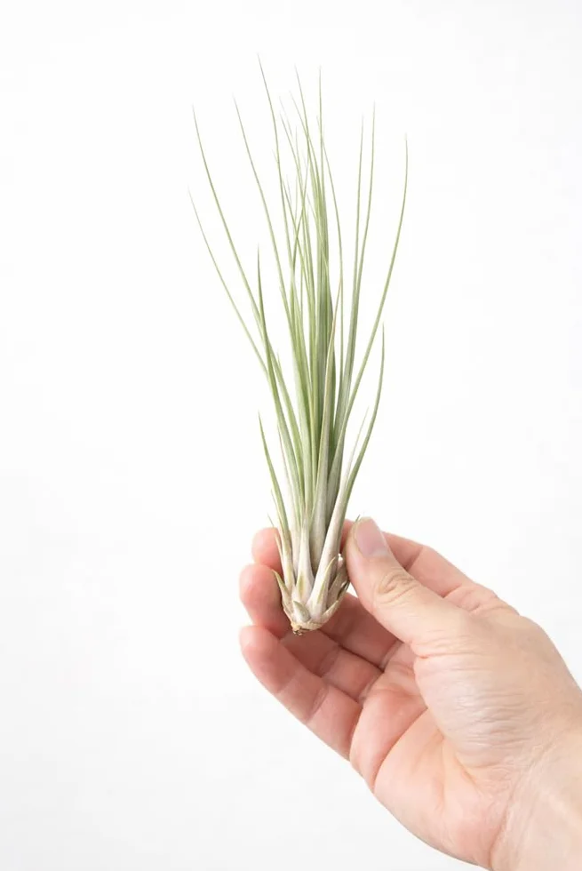 Tillandsia juncea 16 cm Plante d'intérieur