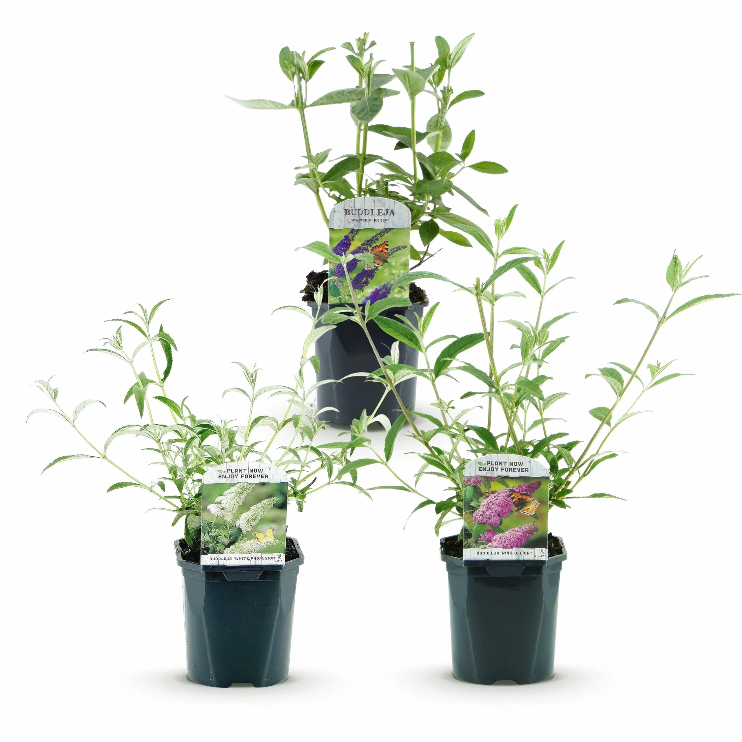 Buddleja davidii Tricolour Arbre à papillons 3 Plantes Pot 17cm Hauteur 45cm