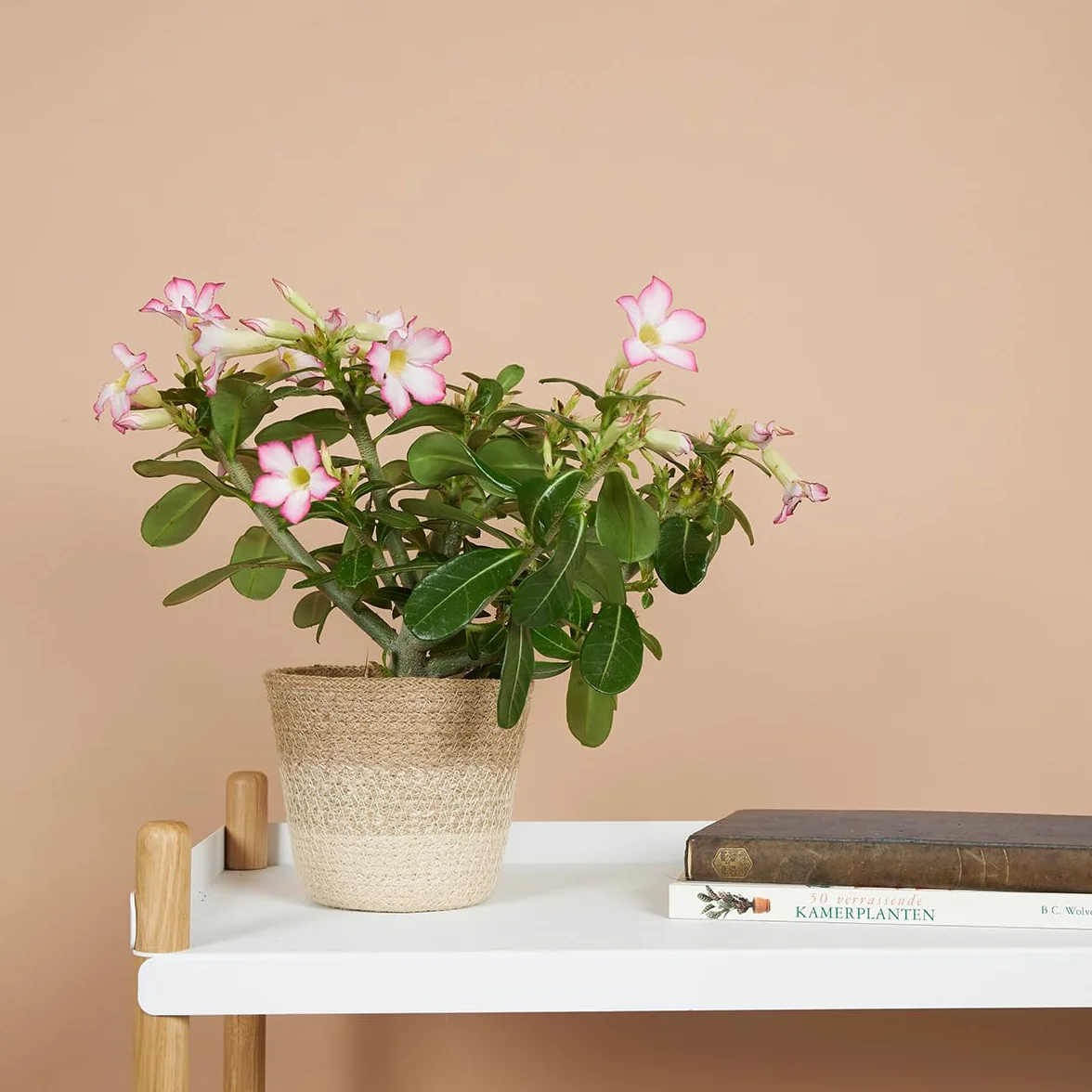Bloomique Adenium Obesum Rose du Désert Plante d'intérieur Pot 13cm Hauteur 25-35 cm