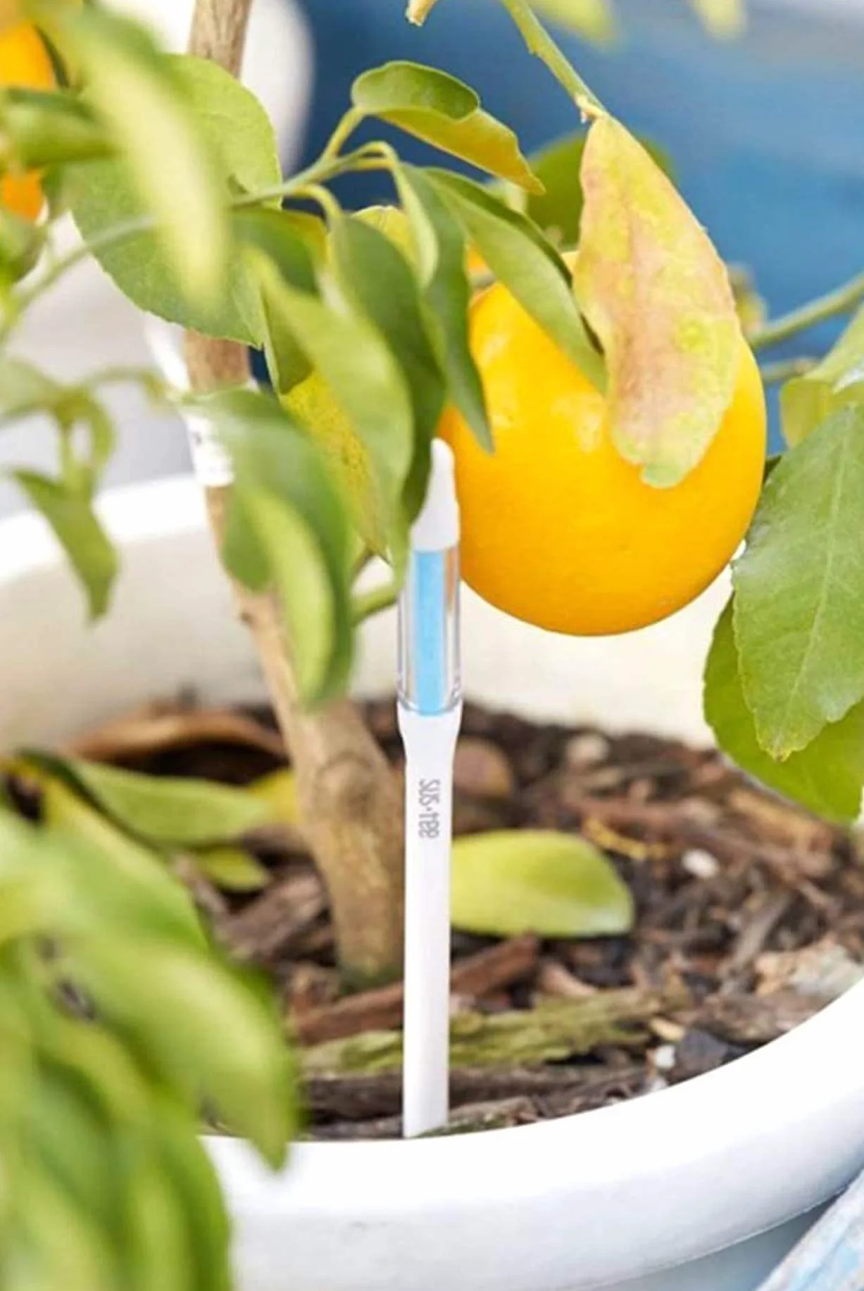 IPPINKA Sustee Aquameter, lot de 12, humidimètre de sol pour plantes d'intérieur - Grand blanc rechargeable