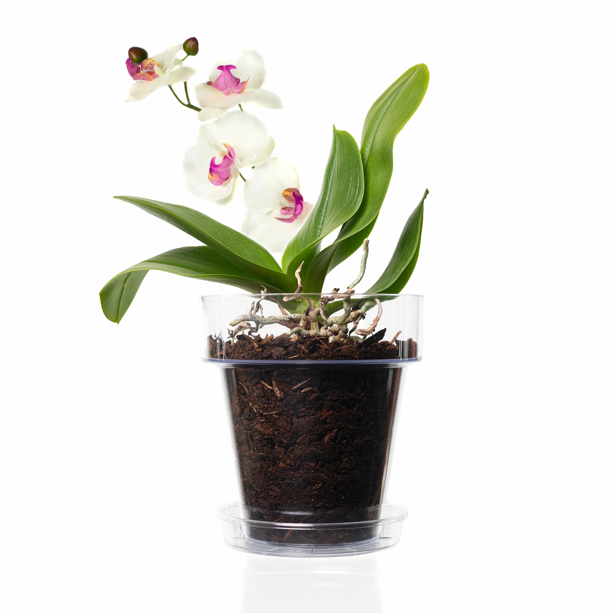 Kit de rempotage d'orchidées Ø 16 cm - Pot transparent avec drainage, soucoupe et substrat