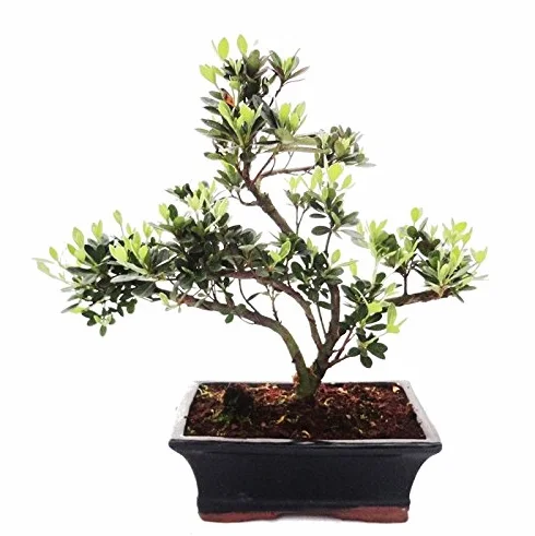 Bonsai Rhododendron simsii Azalea 20cm pot Outdoor Bonsai